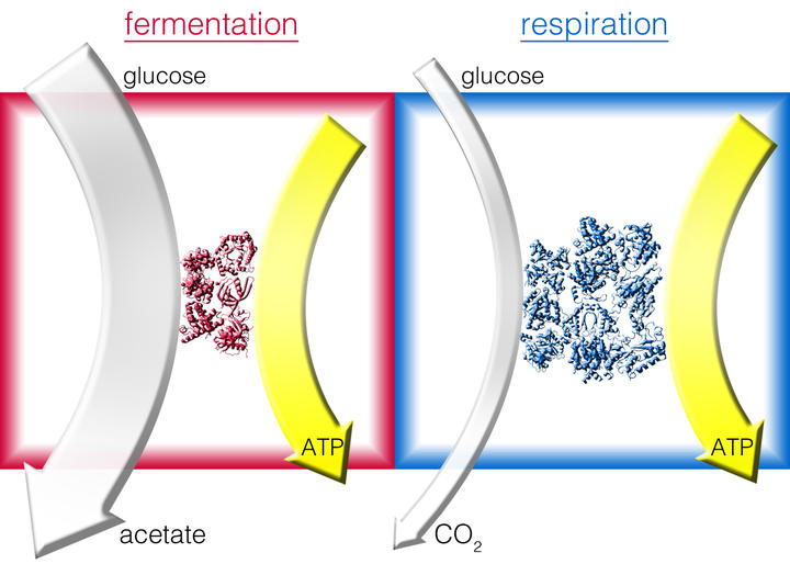 Ferm vs. Resp Lighter