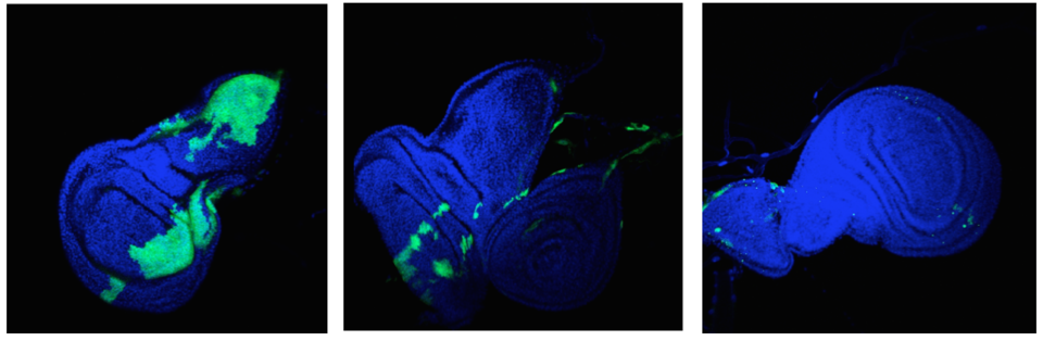 Cell Competition