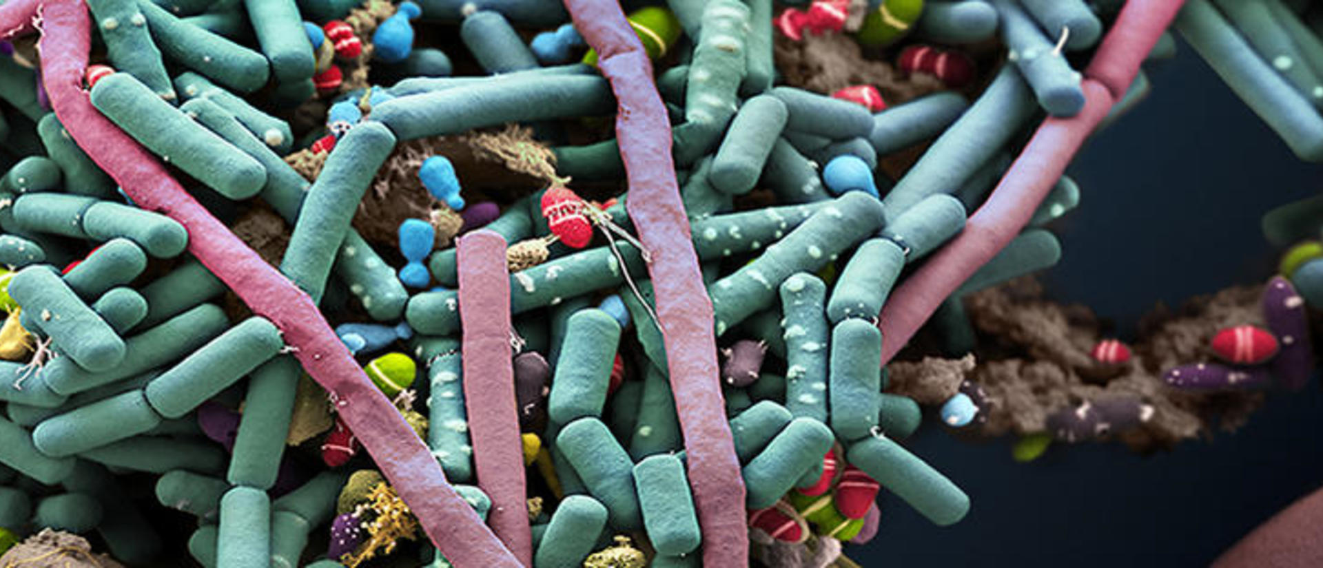 intestinal bacteria
